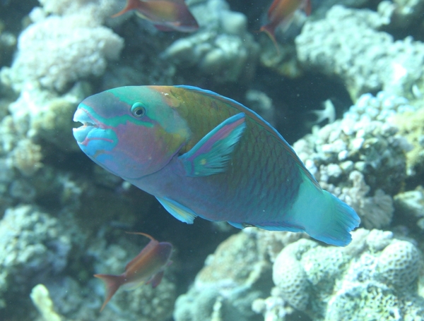 Bullethead parrotfish - Chlorurus sordidus