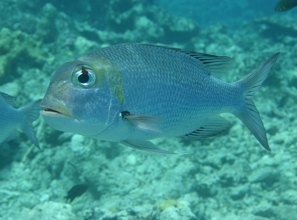 Emperors - Bigeye Emperor