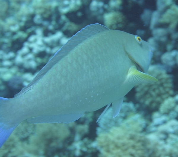 Parrotfish - Longnose Parrotfish