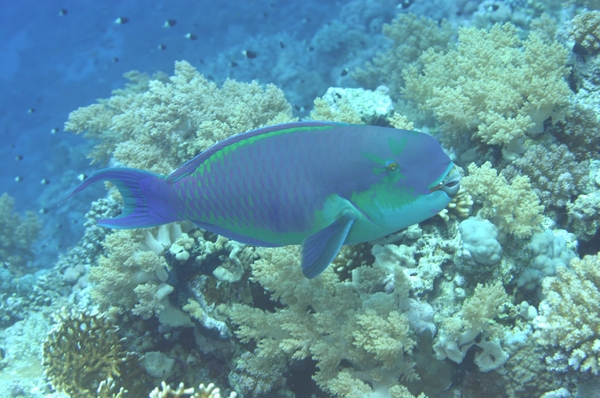 Steepheaded Parrotfish - Scarus gibbus