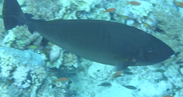 Surgeonfish - Sleek Unicornfish