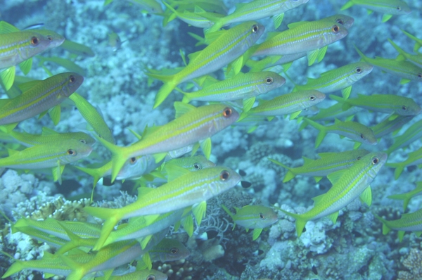 Goatfish - Yellowfin Goatfish