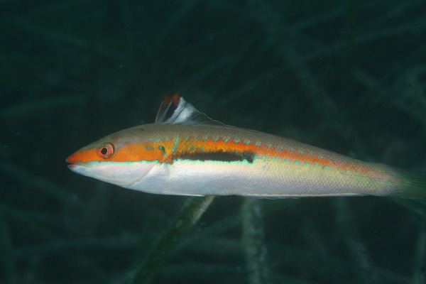 Wrasse - Rainbow Wrasse