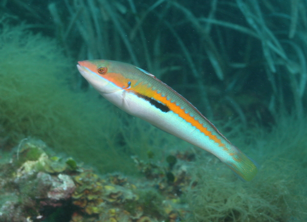 Wrasse - Rainbow Wrasse