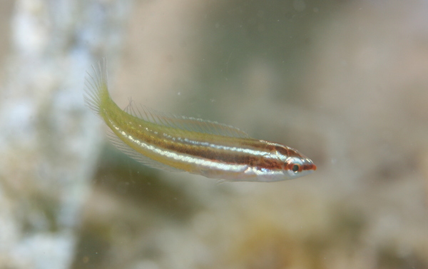 Rainbow Wrasse - Coris julis