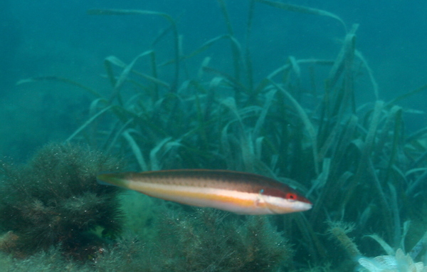 Rainbow Wrasse - Coris julis