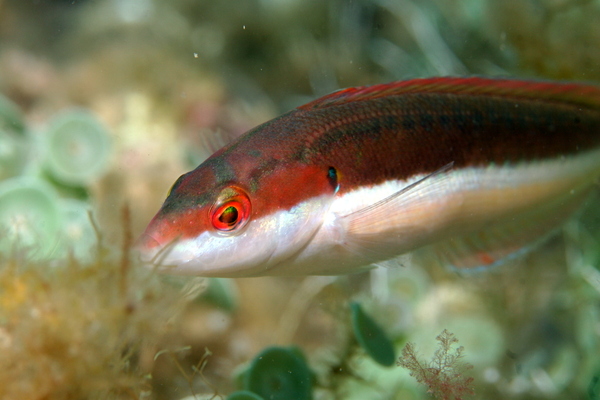 Wrasse - Rainbow Wrasse