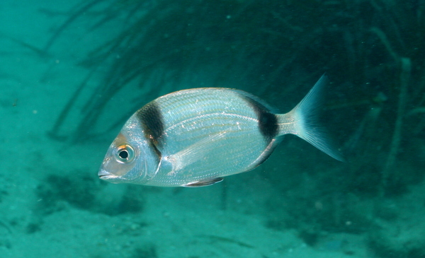 Breams - Doublebanded Bream