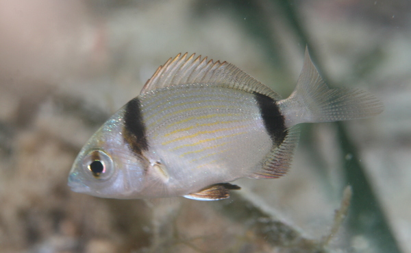 Breams - Doublebanded Bream