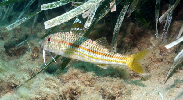 goatfish - Surmullet