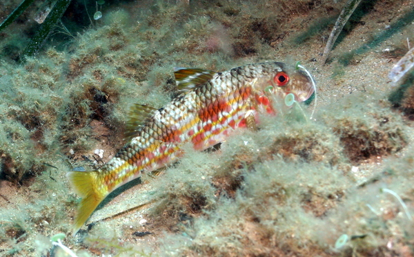 goatfish - Surmullet