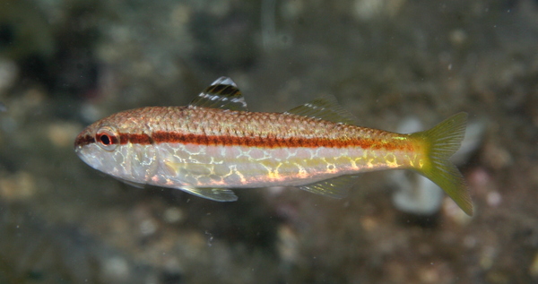 goatfish - Surmullet