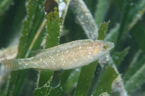 Wrasse - Grey Wrasse