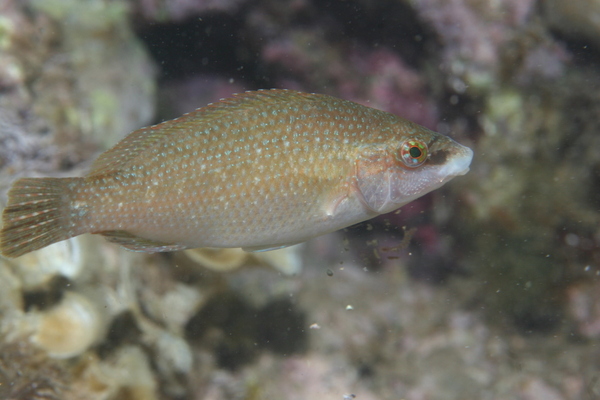 Wrasse - Grey Wrasse