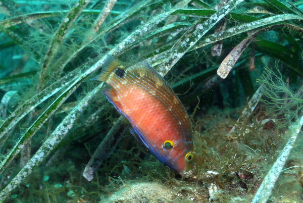 Axillary Wrasse - Symphodus mediterraneus