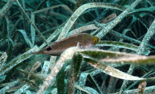 Axillary Wrasse - Symphodus mediterraneus