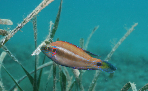 Ocellated Wrasse - Symphodus ocellatus