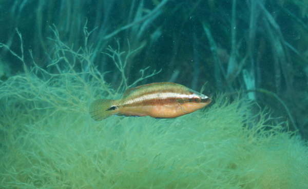 Ocellated Wrasse - Symphodus ocellatus