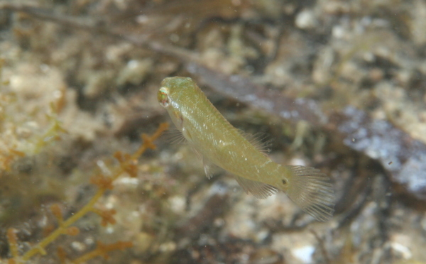 Ocellated Wrasse - Symphodus ocellatus