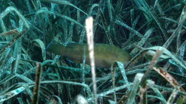 Wrasse - Brown Wrasse