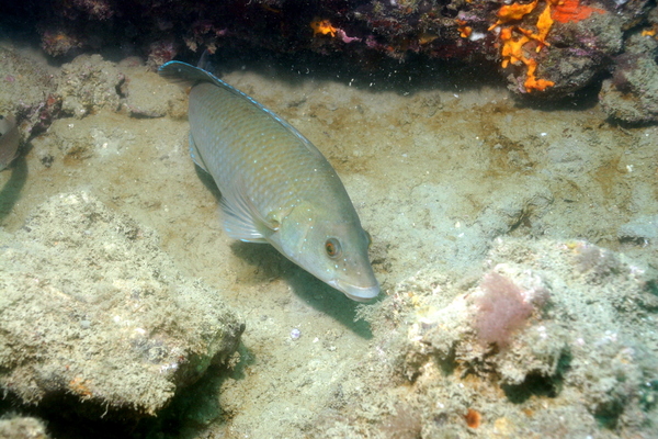 Wrasse - Brown Wrasse