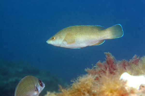 Wrasse - Brown Wrasse