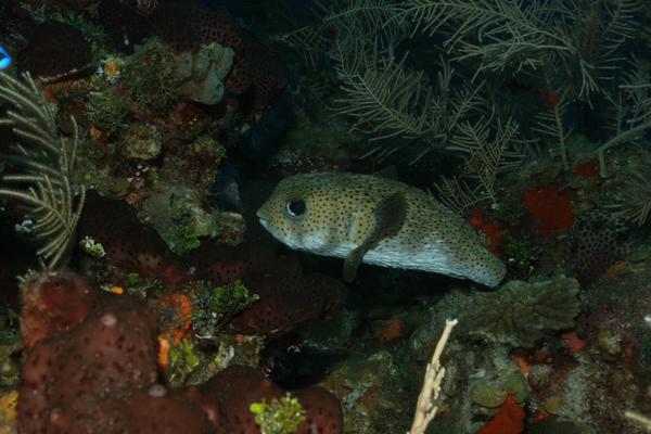 Porcupinefish - Porcupinefish