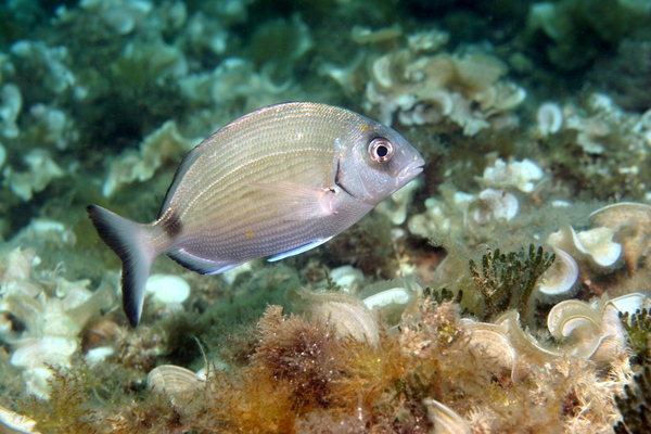 Breams - White Seabream