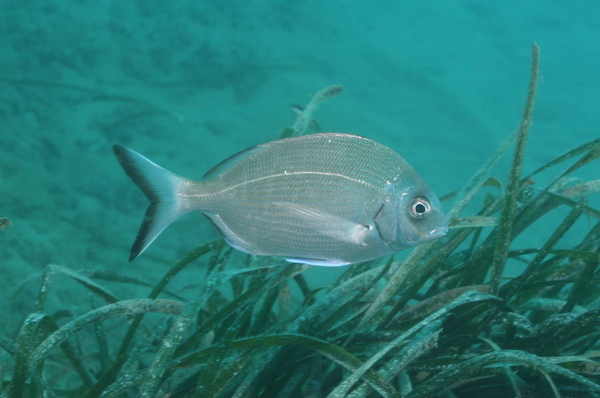 Breams - White Seabream