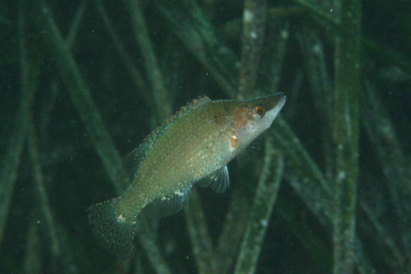 Wrasse - Longsnout wrasse