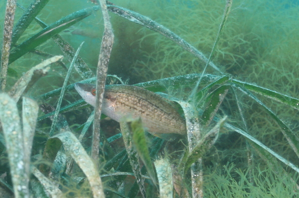 Wrasse - Longsnout wrasse