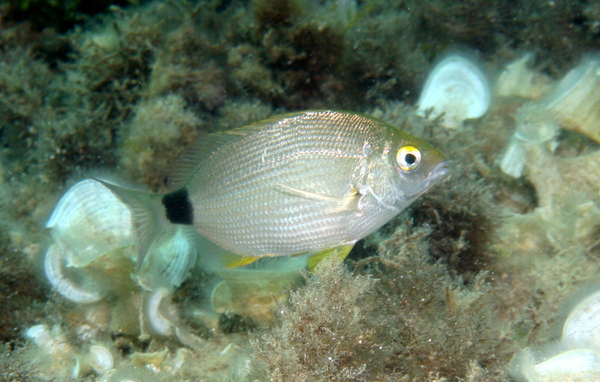 Breams - Annular seabream