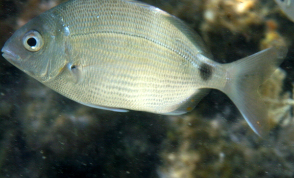 Breams - Annular seabream