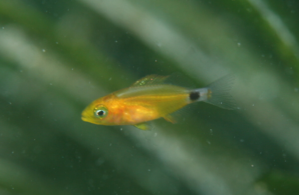 Breams - Annular seabream