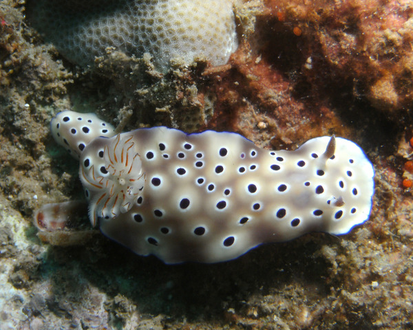 Chromodorididae - Nudibranch Tryoni