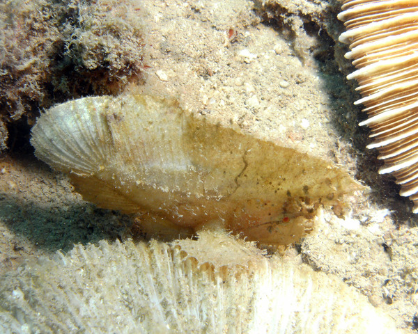 Scorpionfish - Leaf Scorpionfish