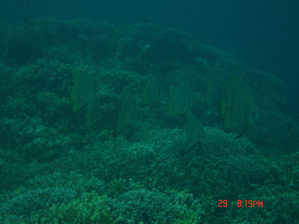 Spadefish - Longfin Spadefish