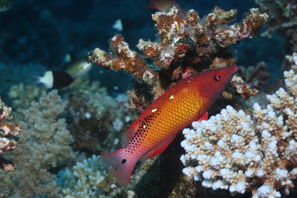 Hogfish - Diana's Hogfish