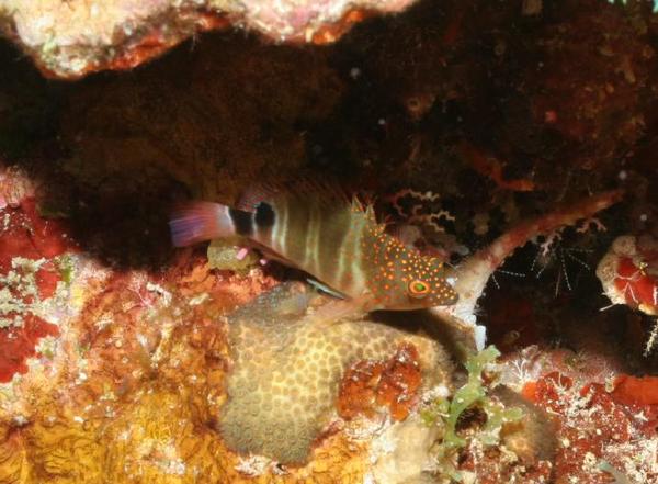 Hawkfish - Redspotted Hawkfish