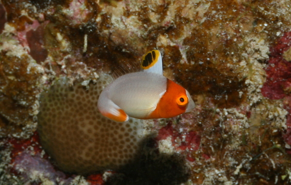 Parrotfish - Bicolour Parrotfish