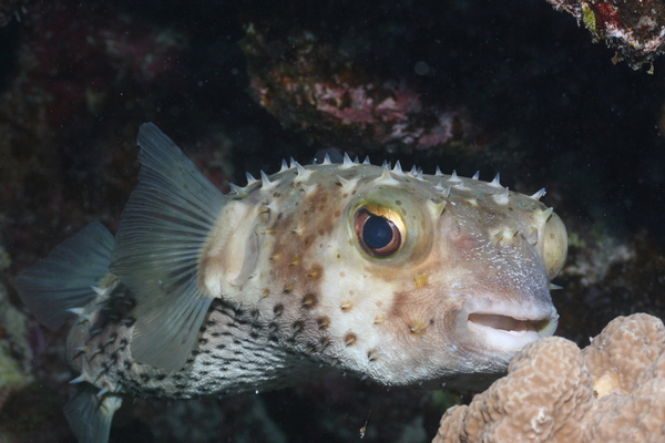 Porcupinefish - Spotbase Burrfish