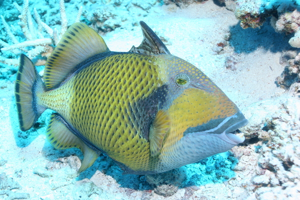 Triggerfish - Titan Triggerfish