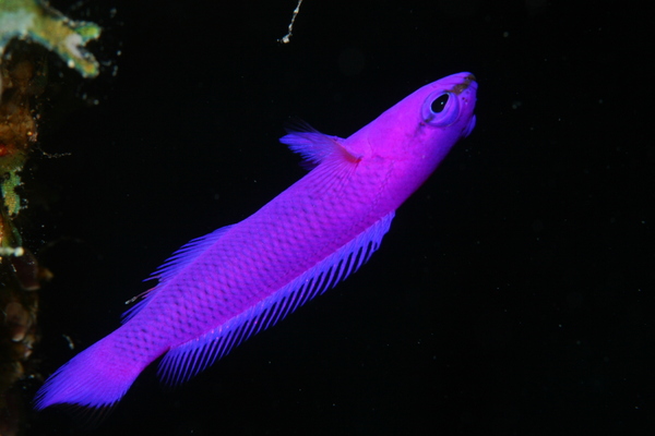 Dottybacks - Fridman's Dottyback