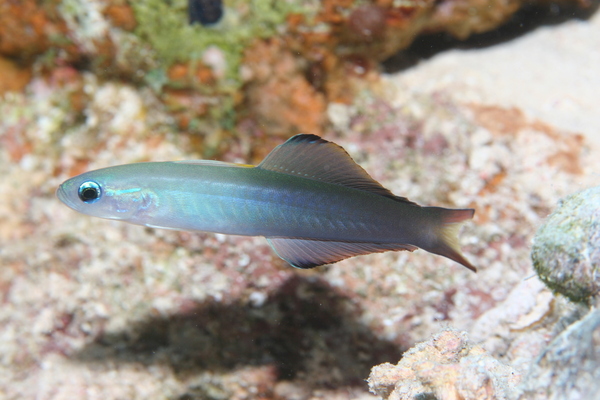 Dartfish - Blackfin Dartfish