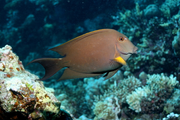 Surgeonfish - Dusky Surgeonfish