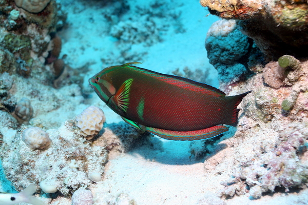 Wrasse - African Sand Wrasse