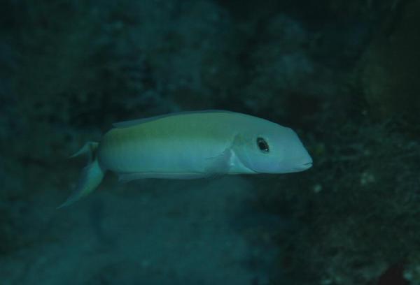 Tilefish - Sand Tilefish