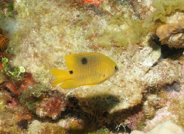 Damselfish - Threespot Damselfish