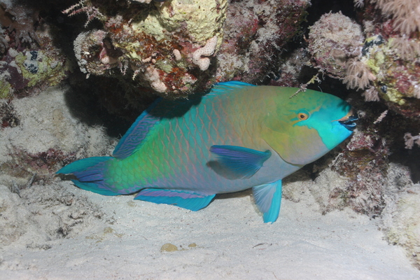 Parrotfish - Rusty Parrotfish Parrotfish - Rusty Parrotfish