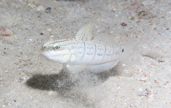 Gobies - Butterfly Goby